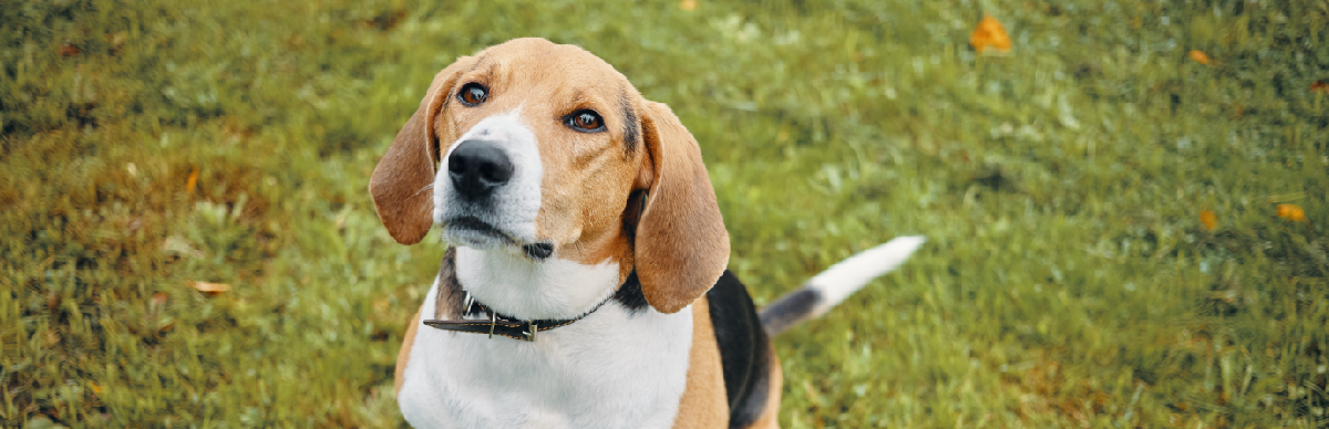 Nombres cortos y fáciles para perros